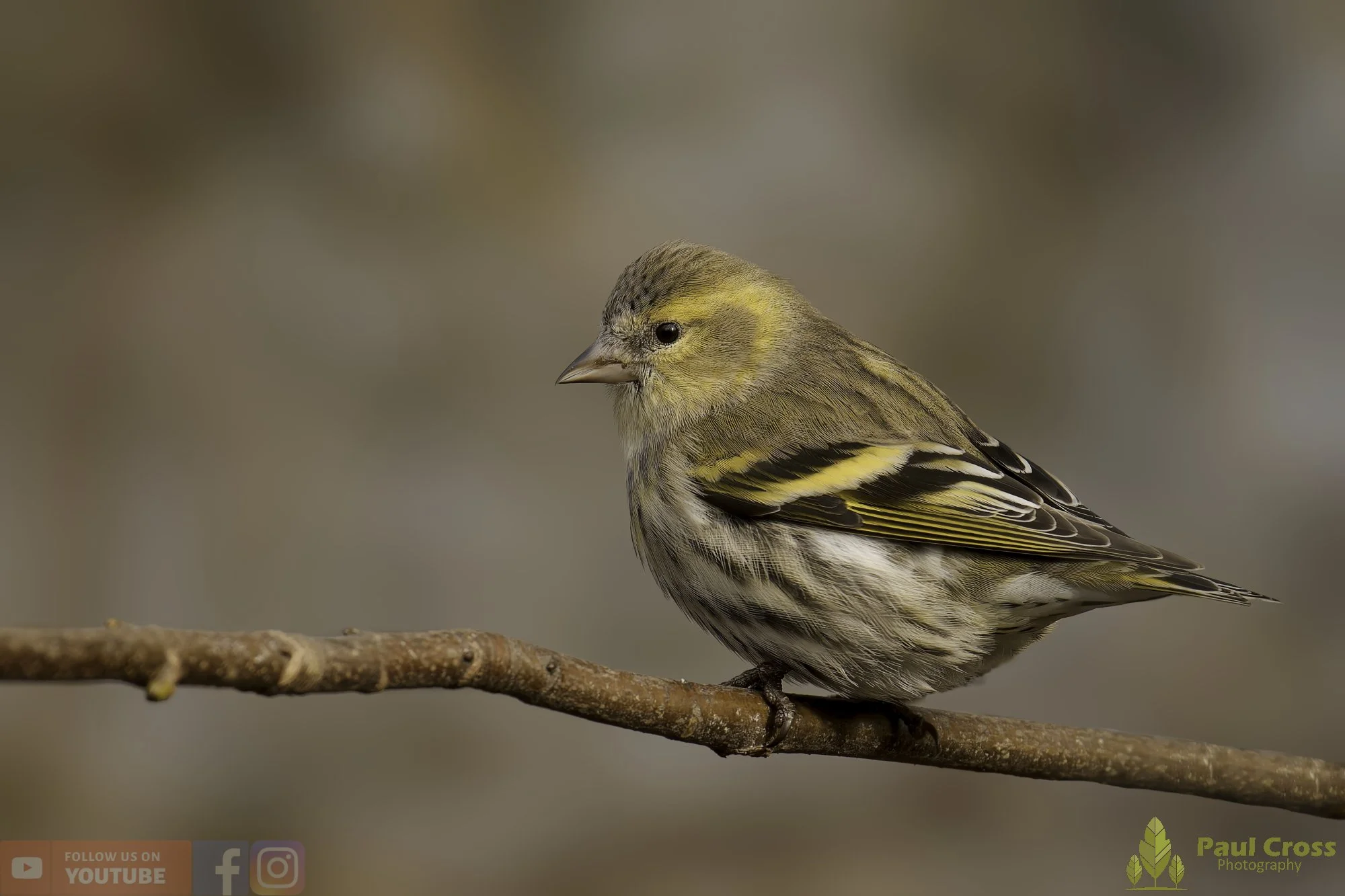 Siskin-00219.jpg