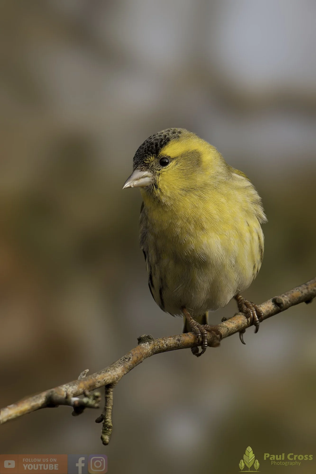 Siskin-00220.jpg