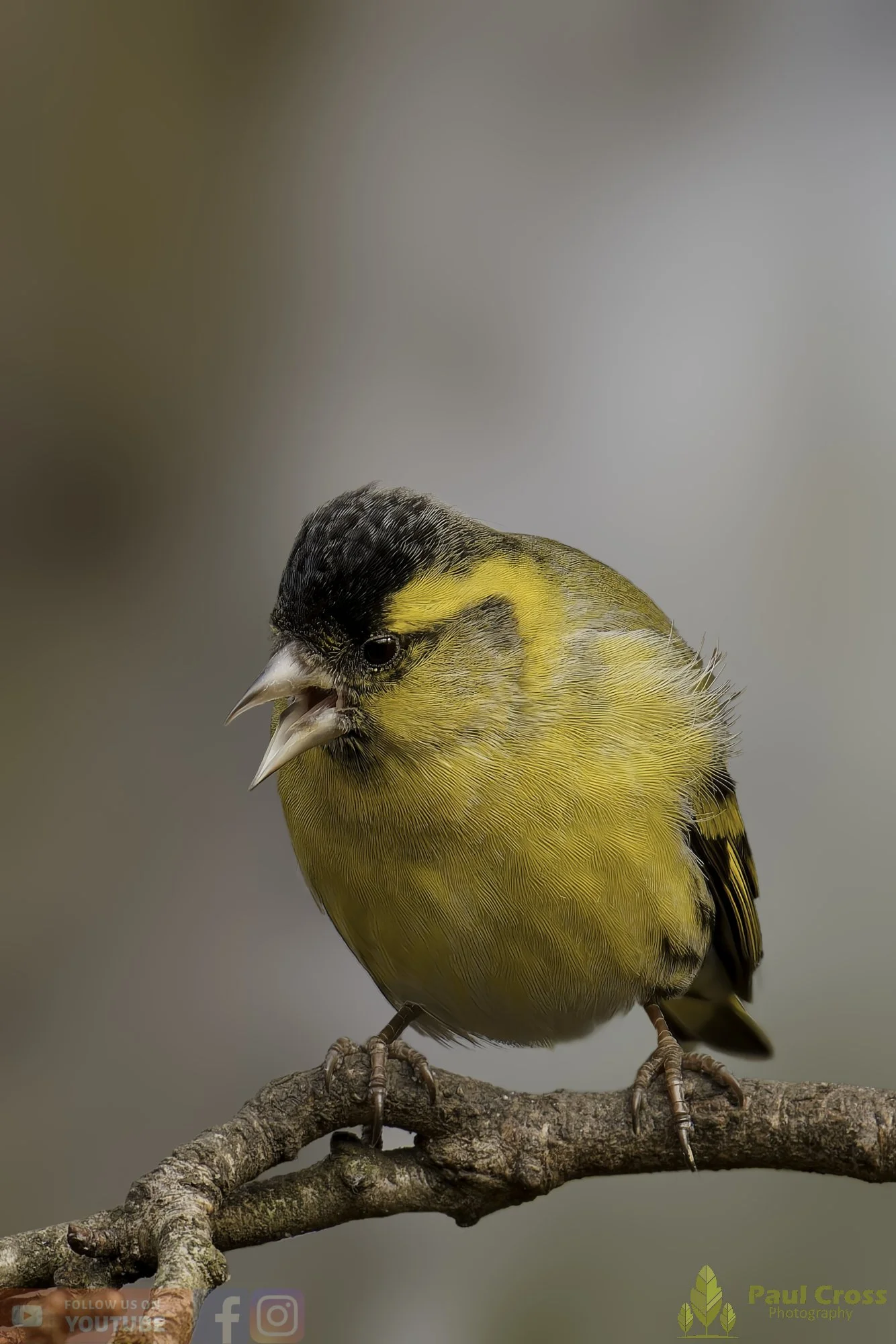 Siskin-00222.jpg