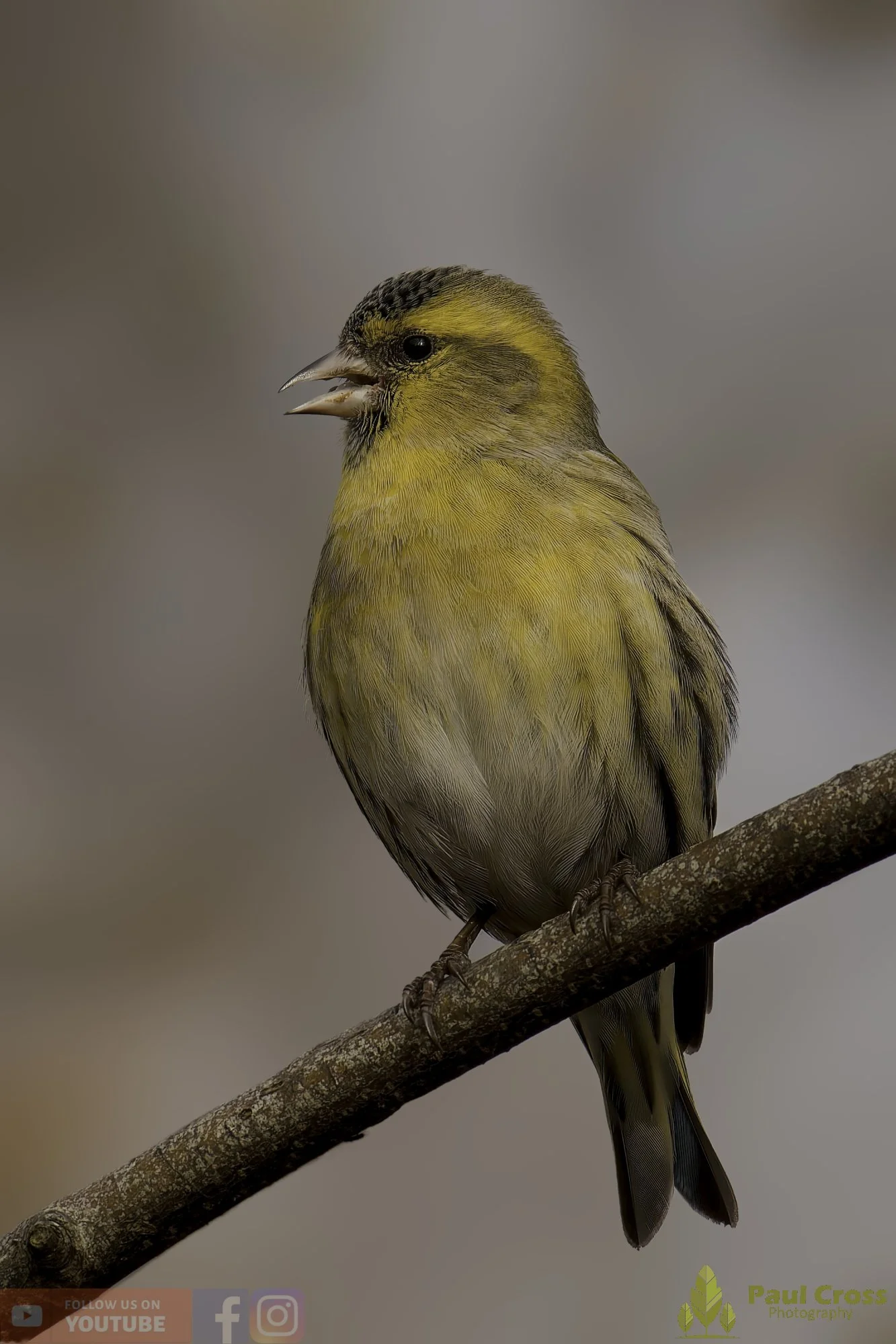 Siskin-00226.jpg