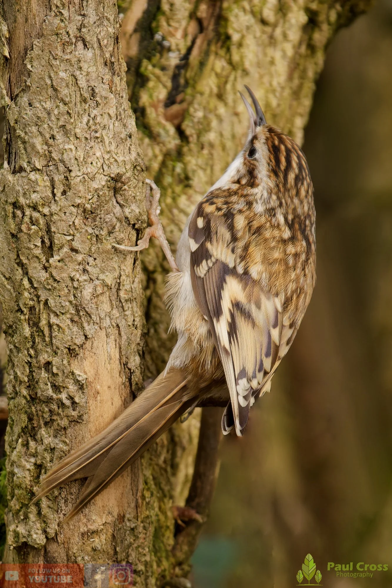 Treecreeper-00094.jpg