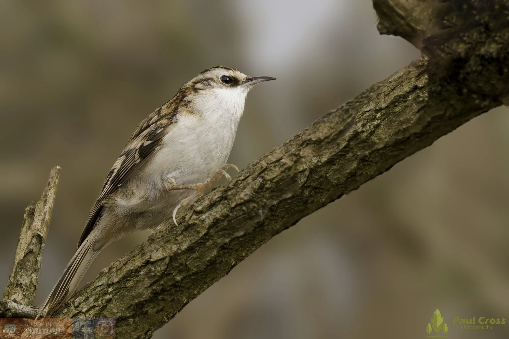 Treecreeper in the Winter Woodland – Warnham Local Nature Reserve