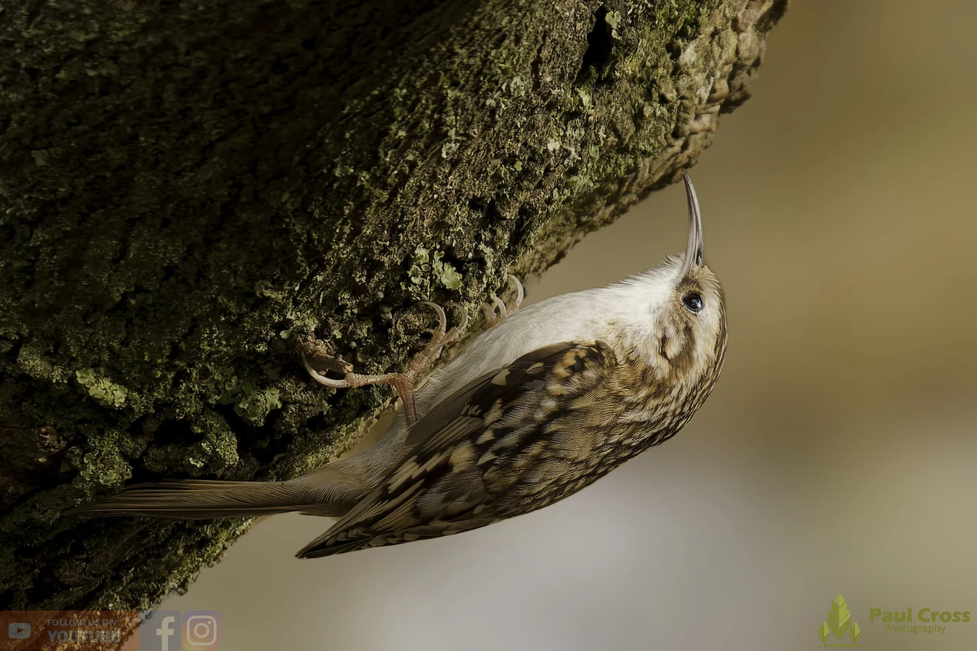 Treecreeper-00098.jpg