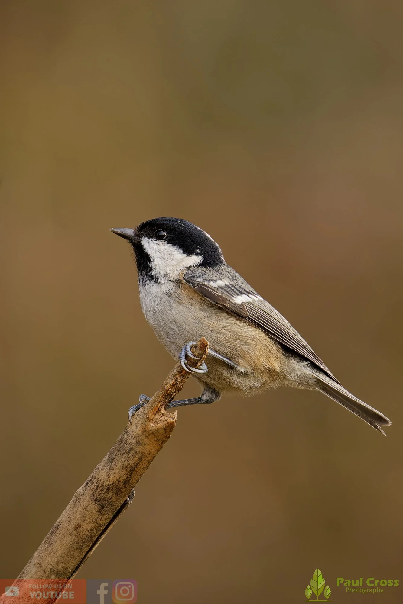 Coal Tit-00172.jpg
