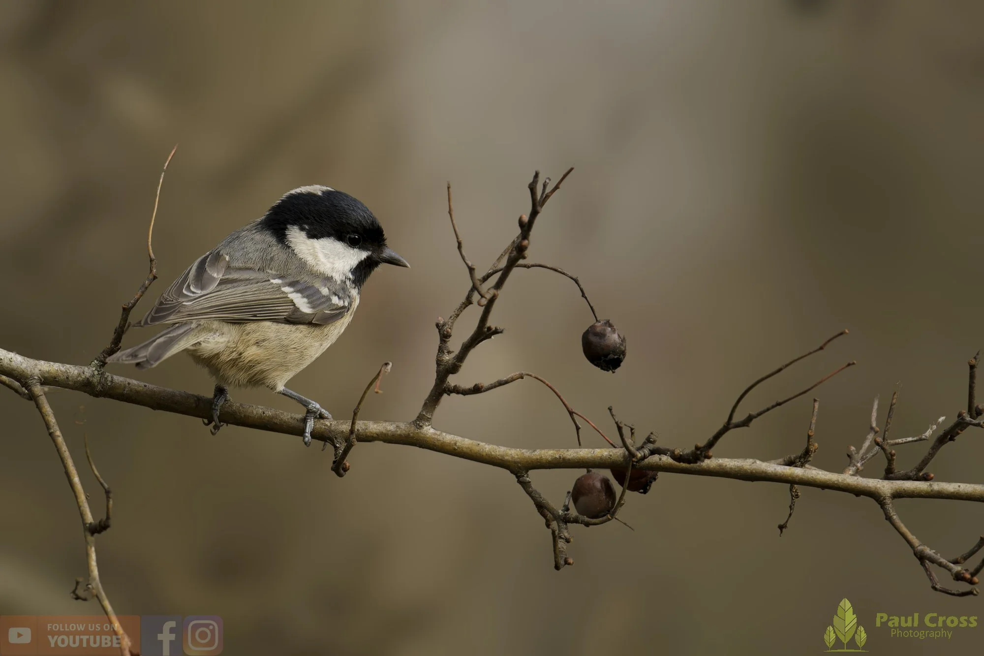 Coal Tit-00174.jpg