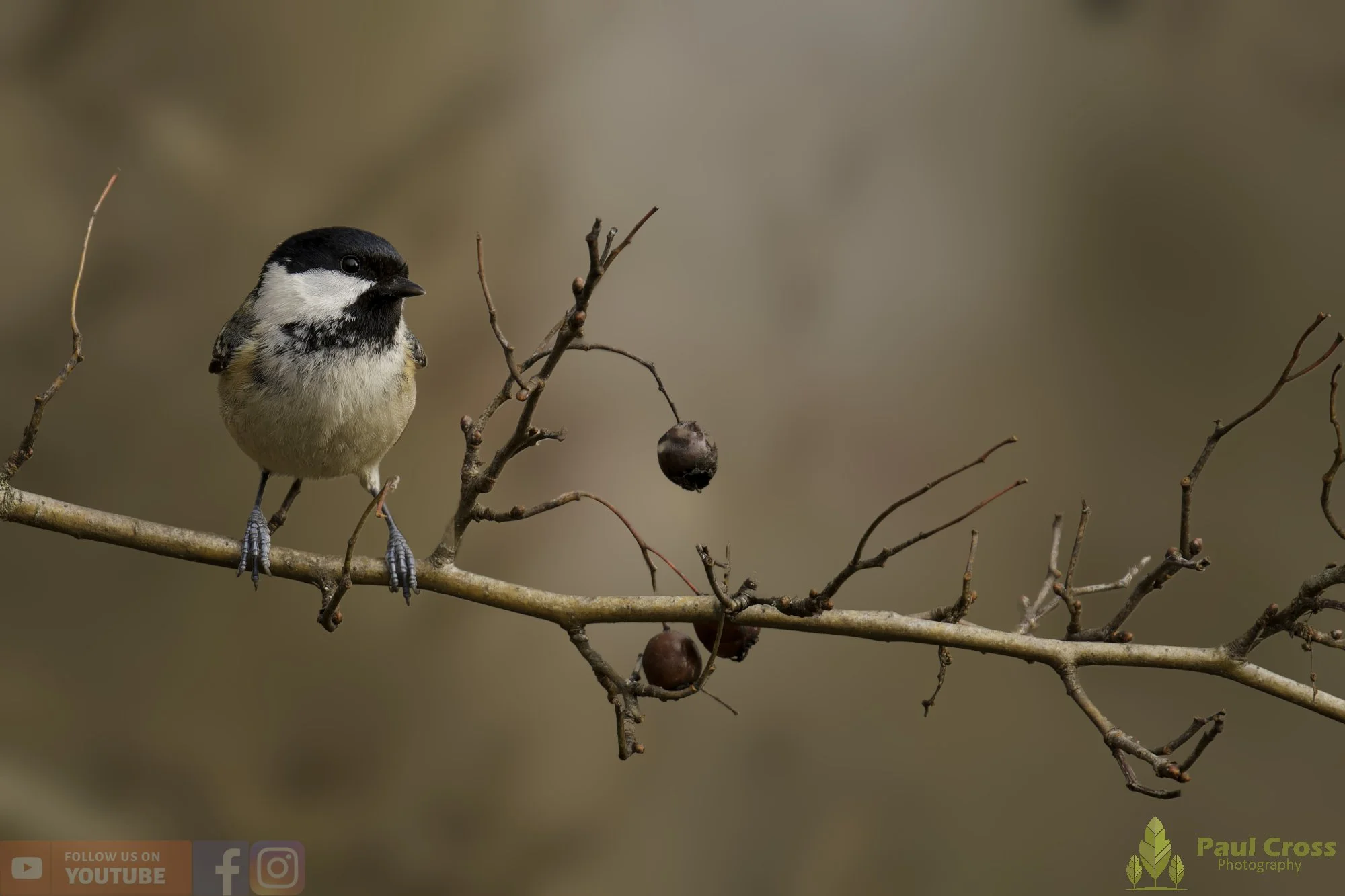 Coal Tit-00175.jpg
