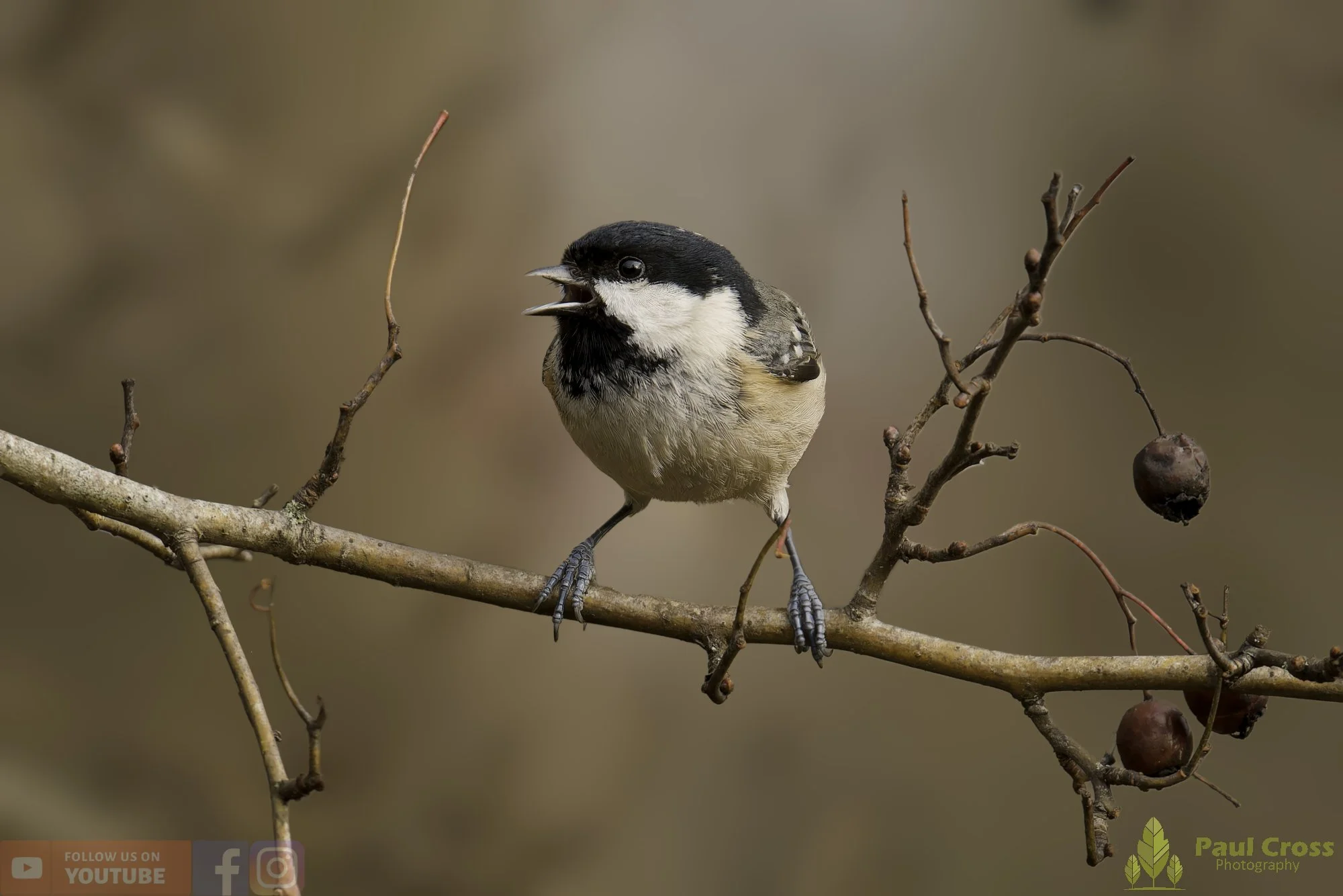 Winter Woodland Activity – Warnham Local Nature Reserve