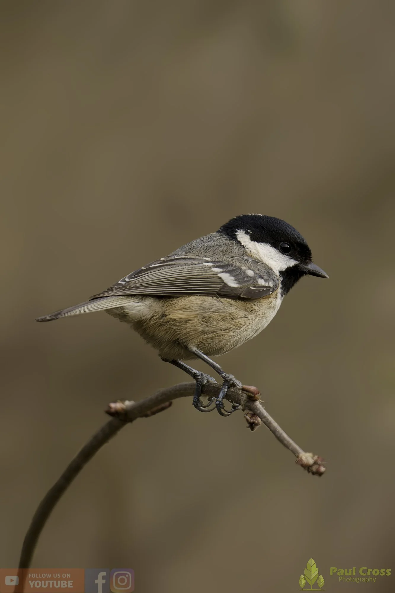 Coal Tit-00177.jpg
