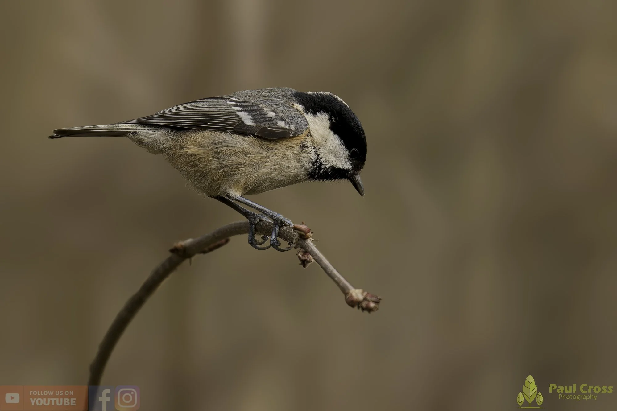 Coal Tit-00178.jpg