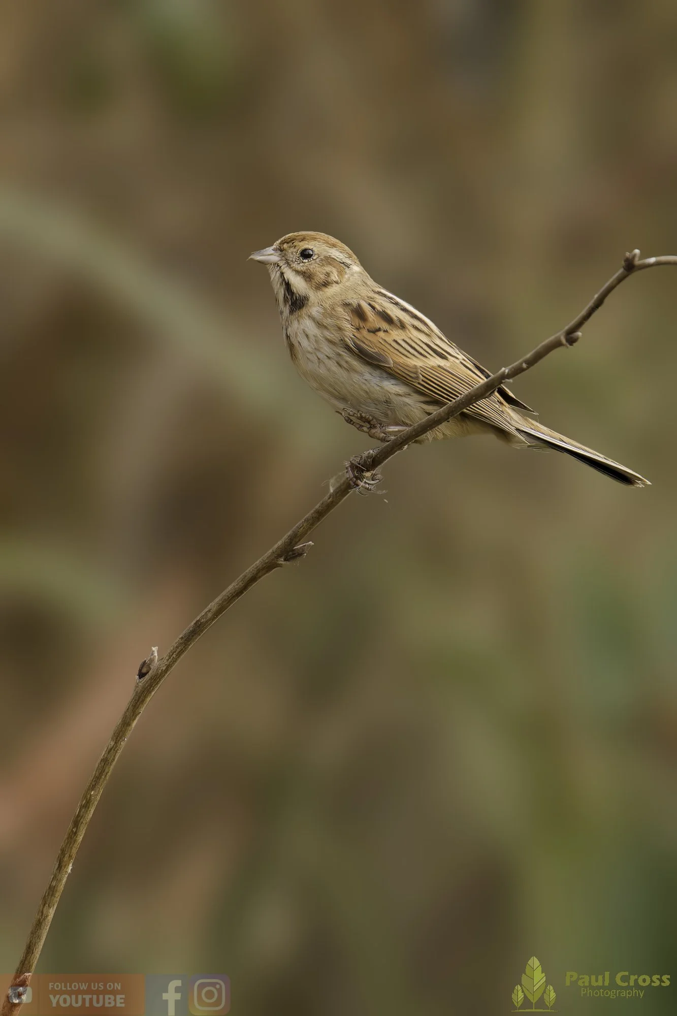 Common Reed Bunting-00072.jpg