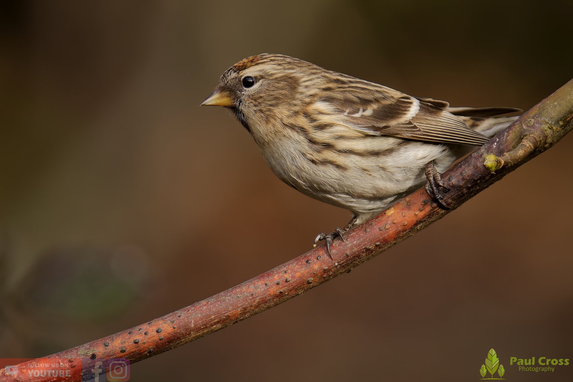 Common Repoll-00188.jpg