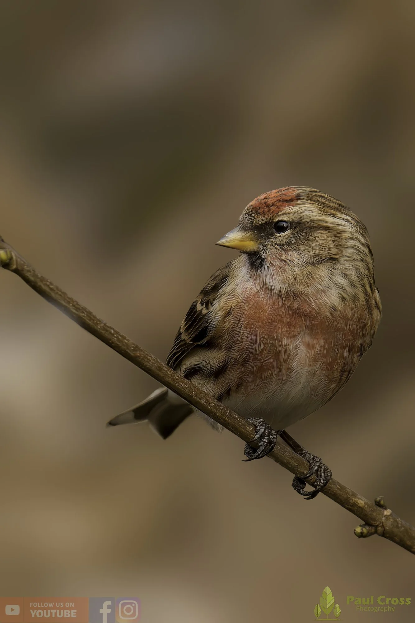 Common Repoll-00192.jpg