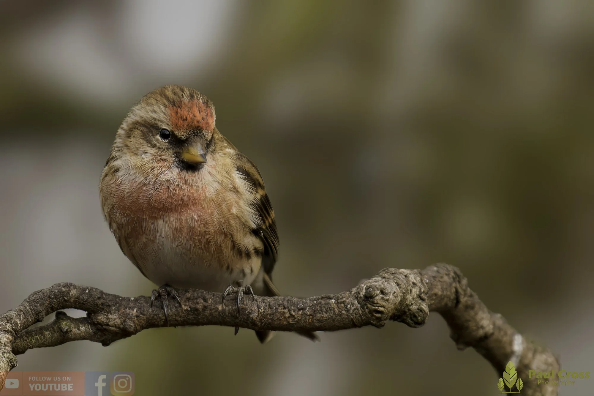 Common Repoll-00193.jpg