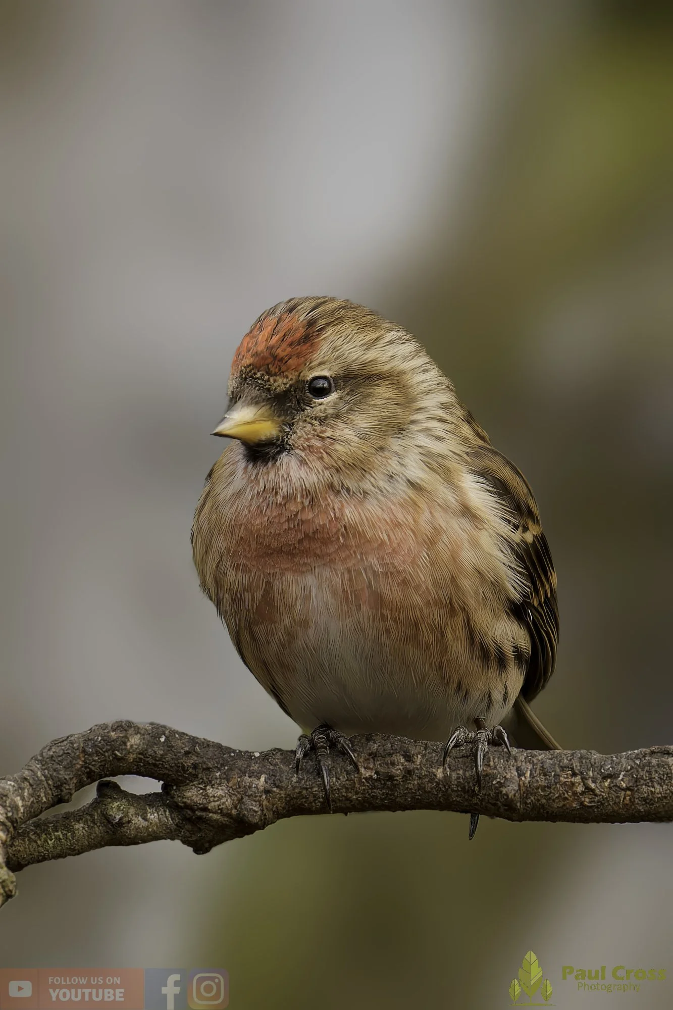 Common Repoll-00194.jpg