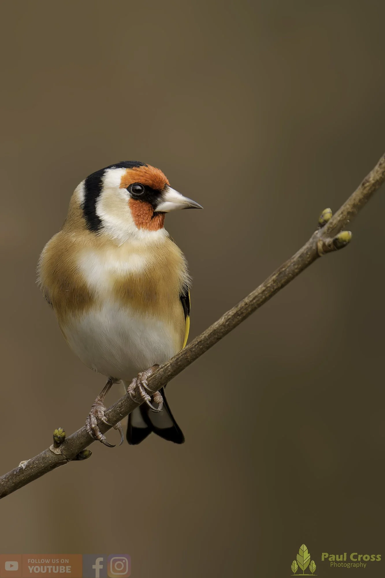 Goldfinch-00302.jpg