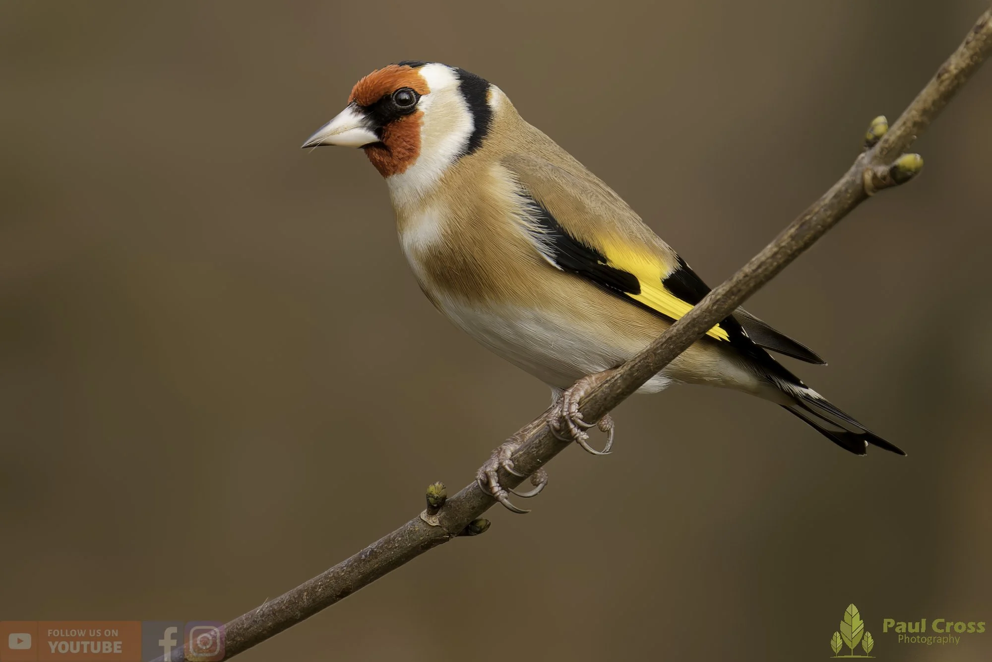 Goldfinch-00305.jpg