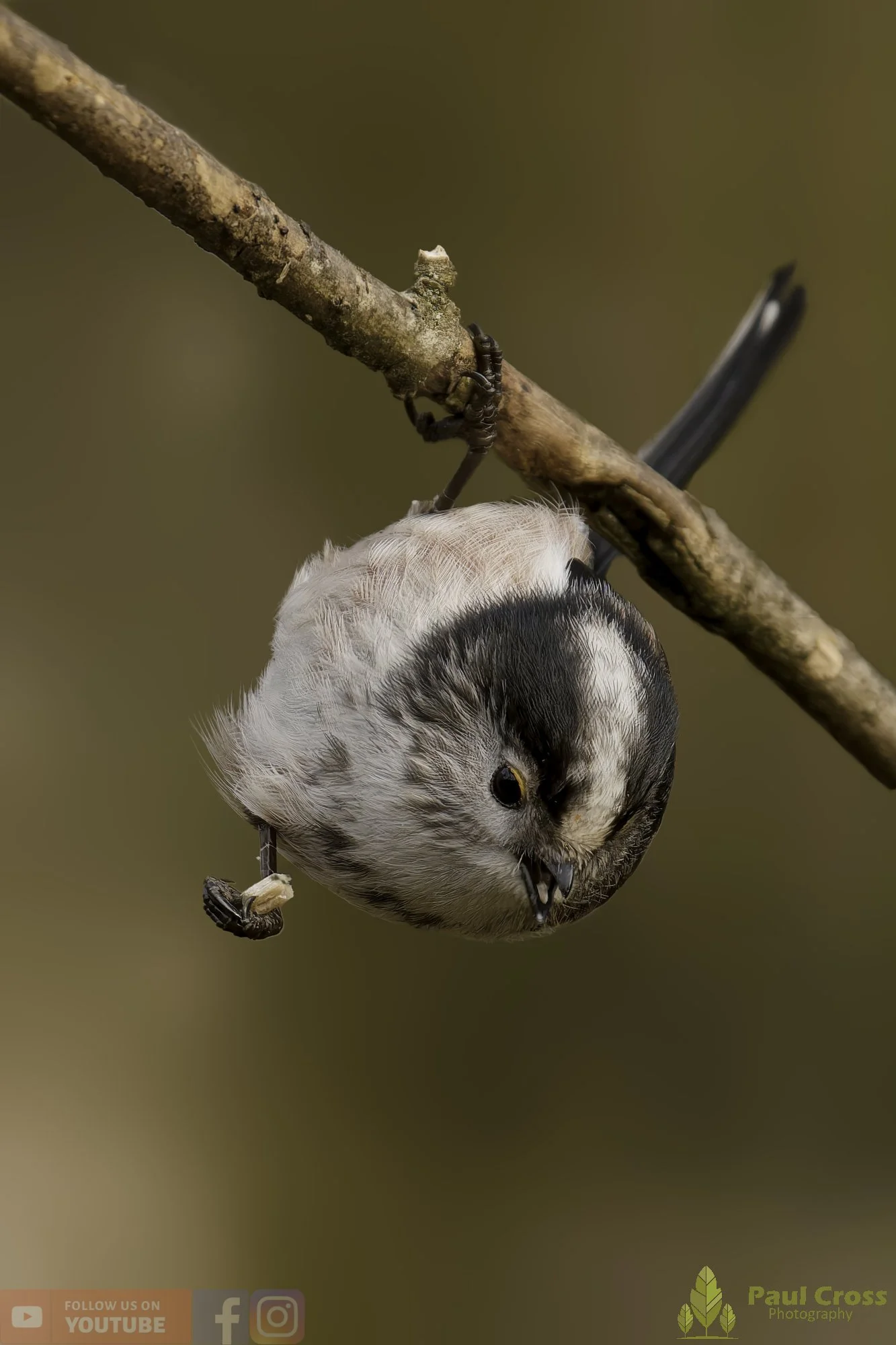 Long Tailed Tit-00352.jpg