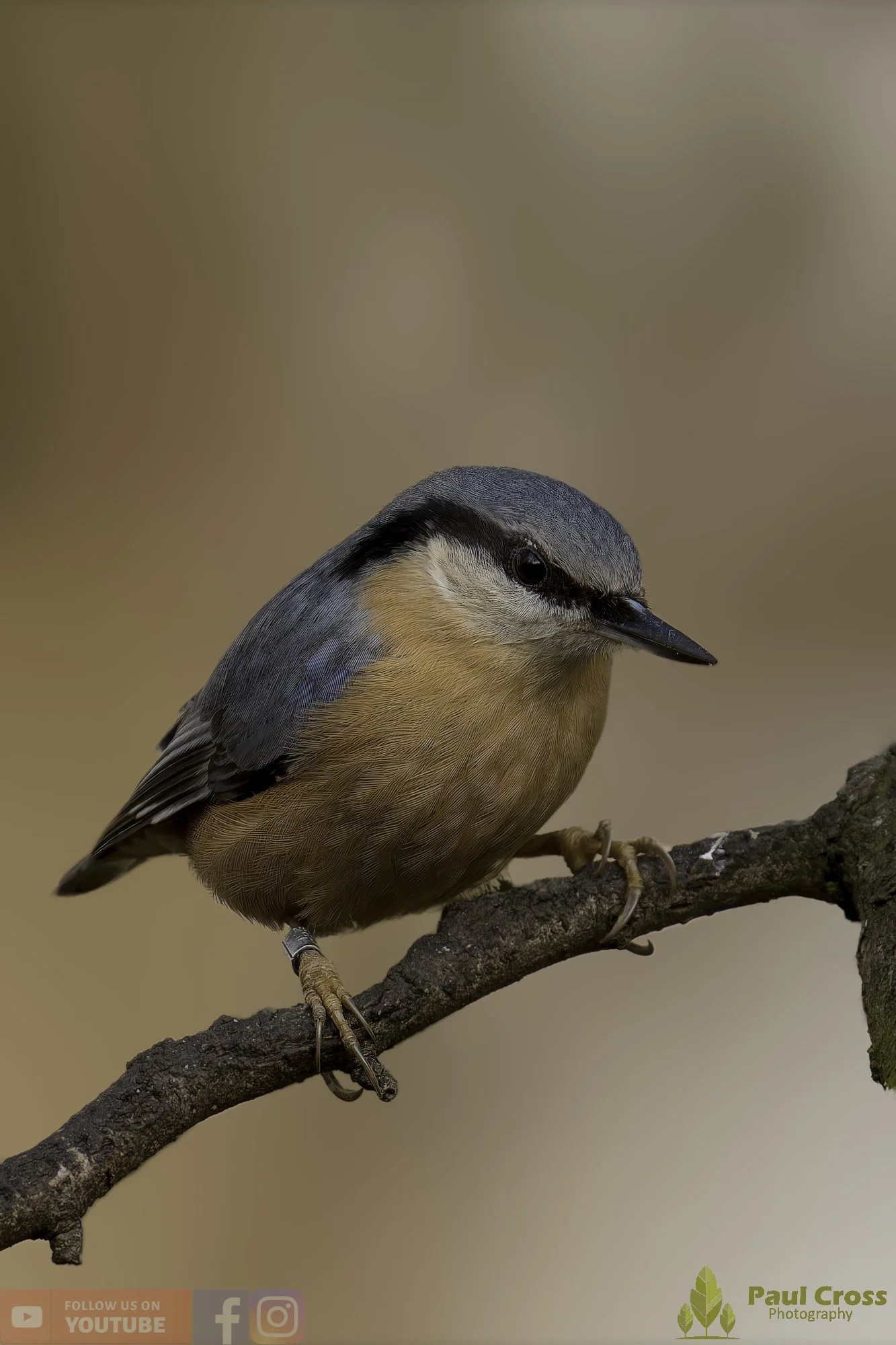 Nuthatch-00294.jpg