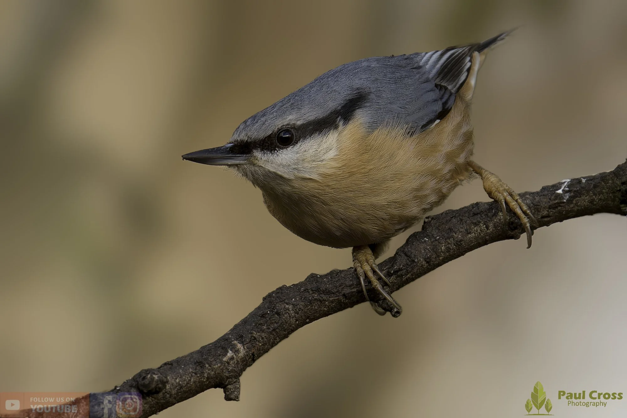 Nuthatch-00296.jpg