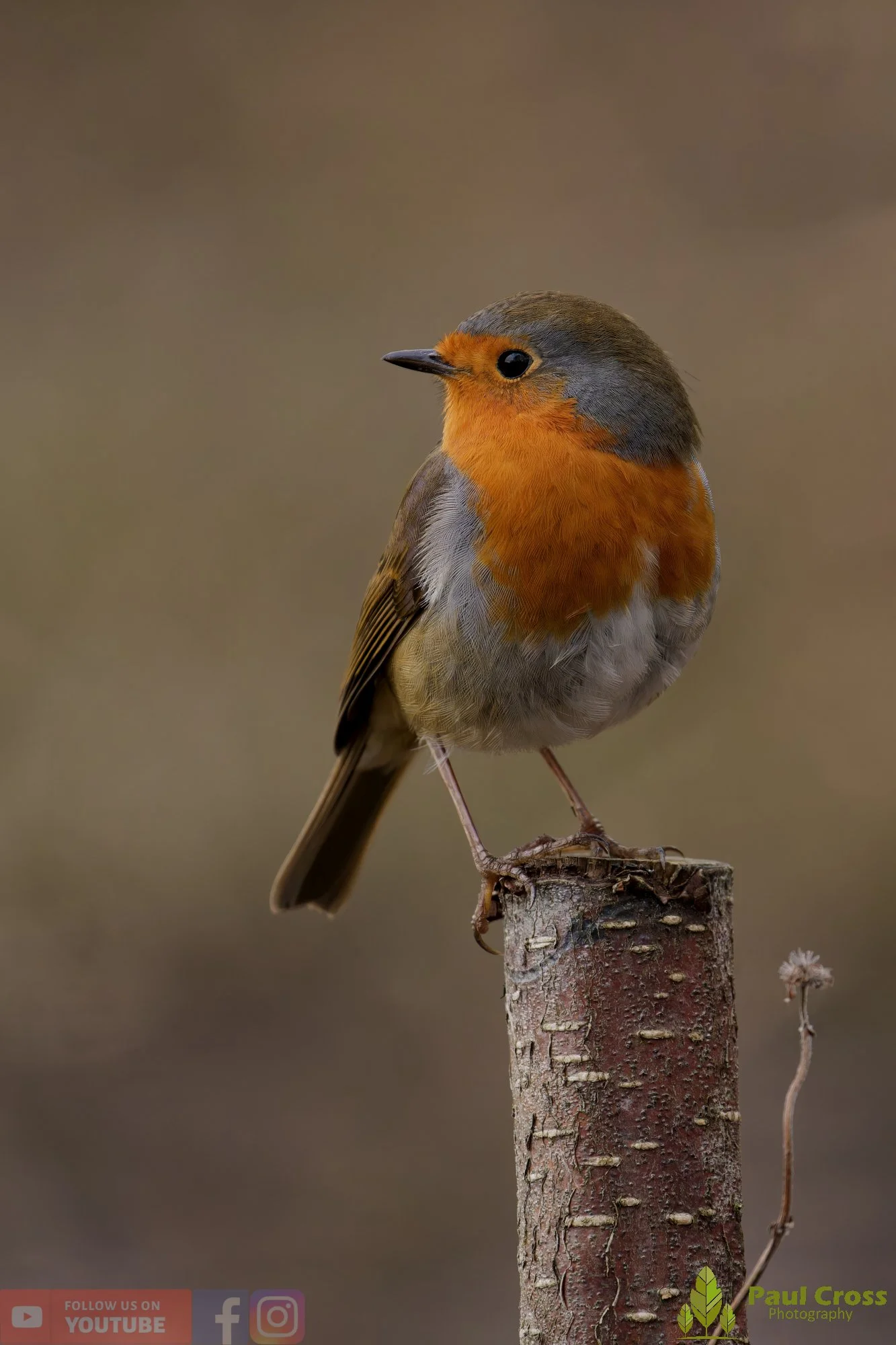 Robin-00301.jpg