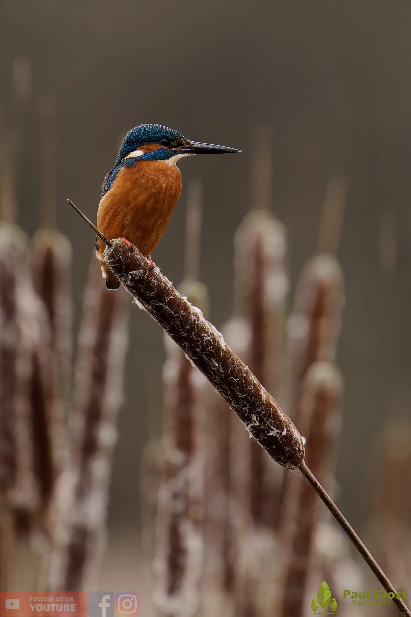 Kingfisher-00708.jpg