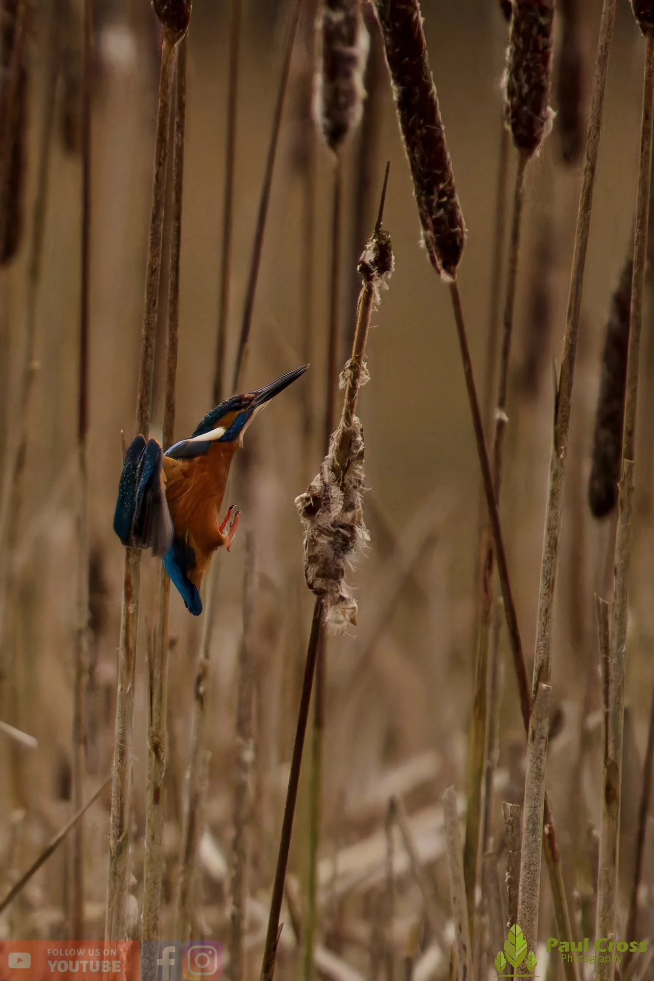 Kingfisher-00713.jpg
