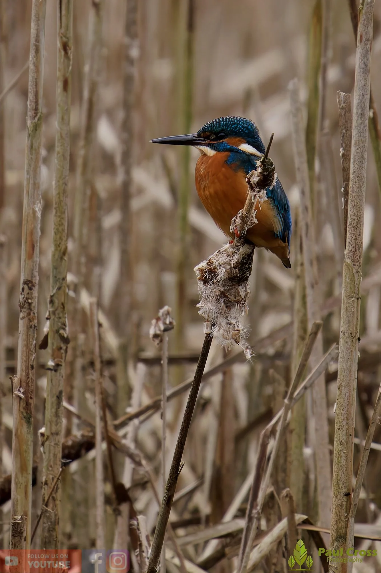 Kingfisher-00714.jpg