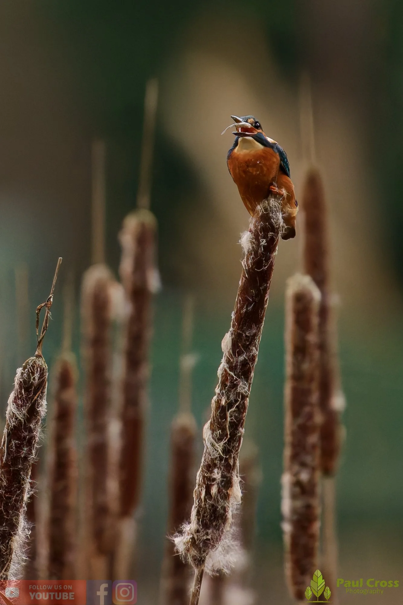 Kingfisher at Sunset – Warnham Local Nature Reserve