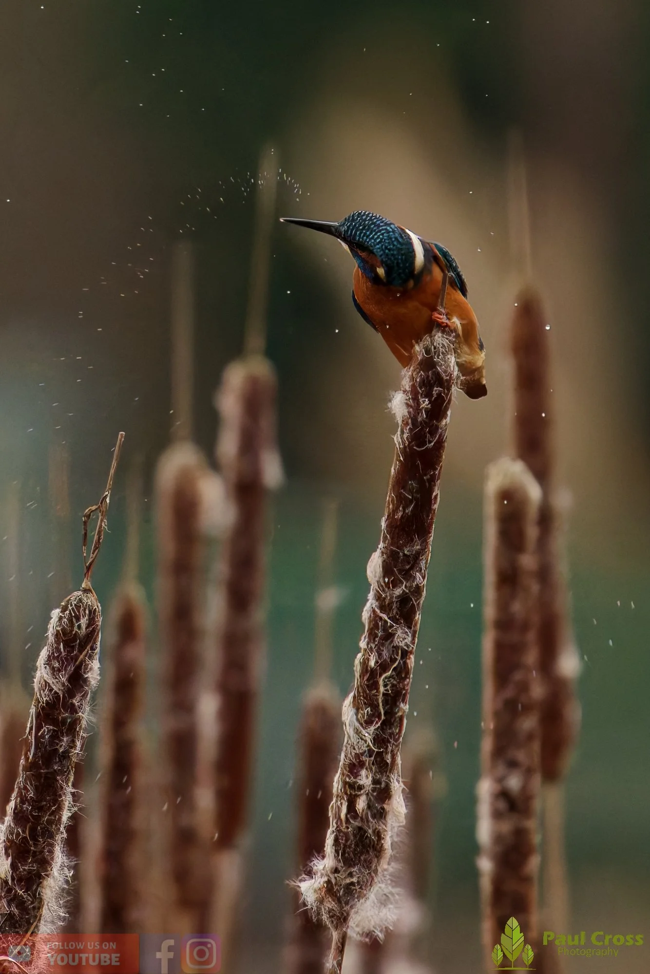 Kingfisher-00721.jpg