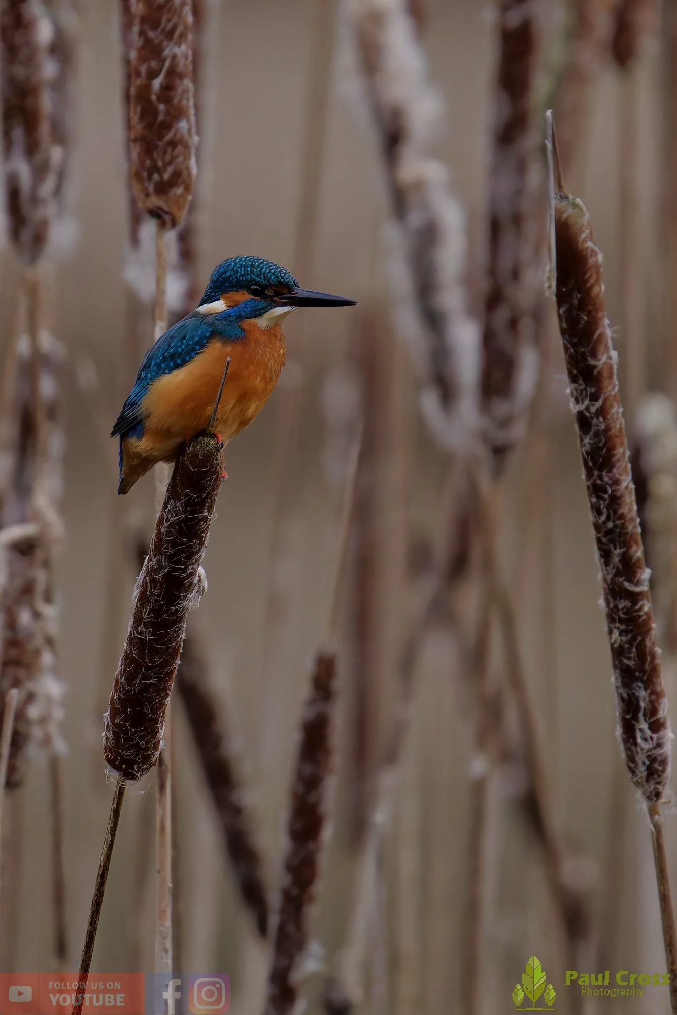 Kingfisher-00725.jpg