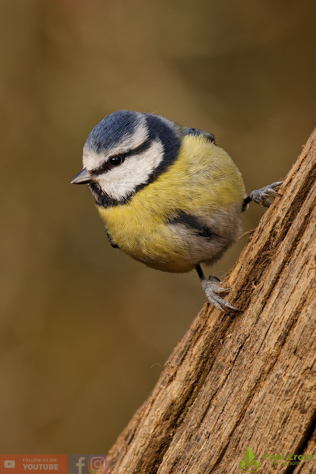 Blue Tit-01072.jpg