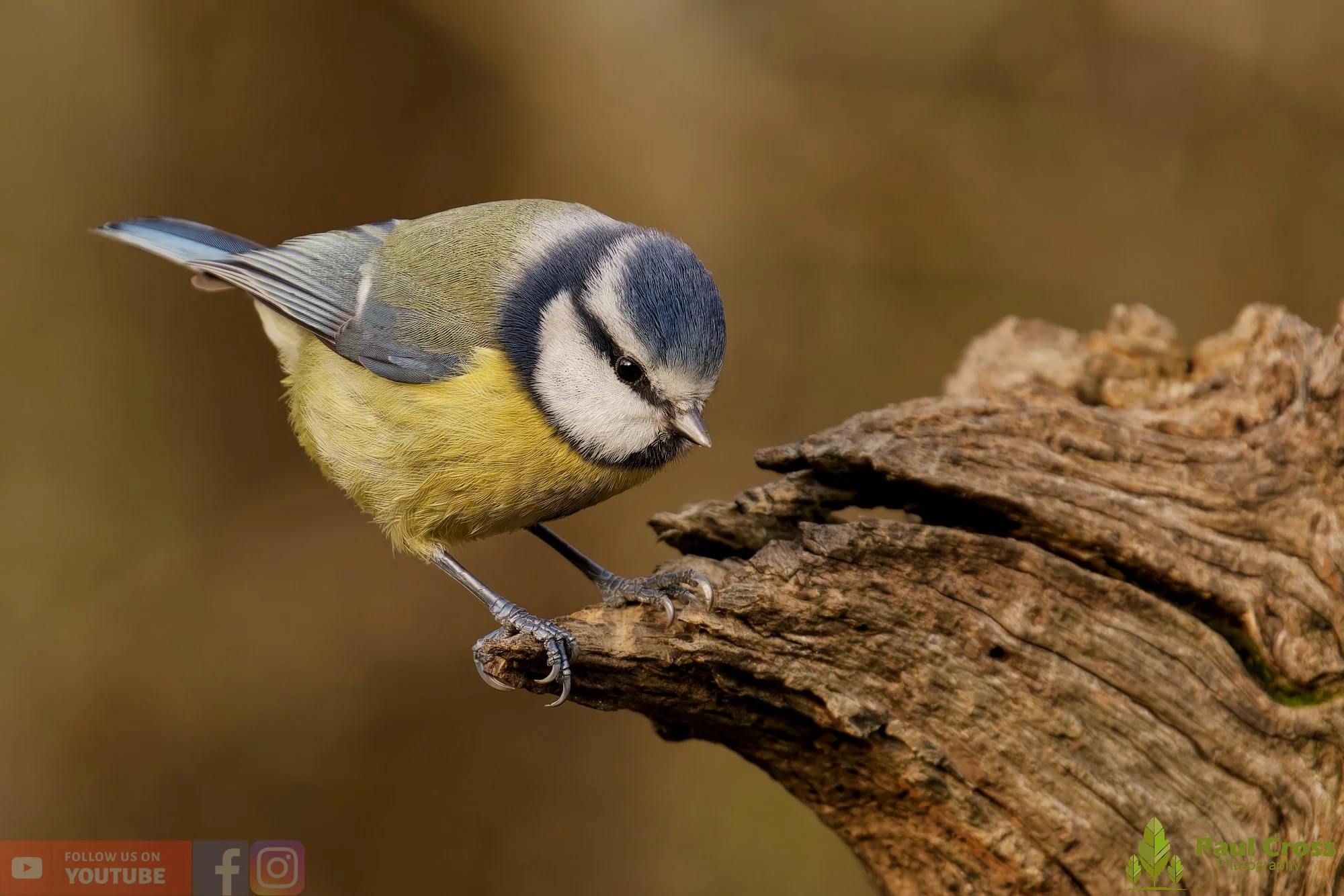 A Peaceful Winter Morning – Warnham Local Nature Reserve