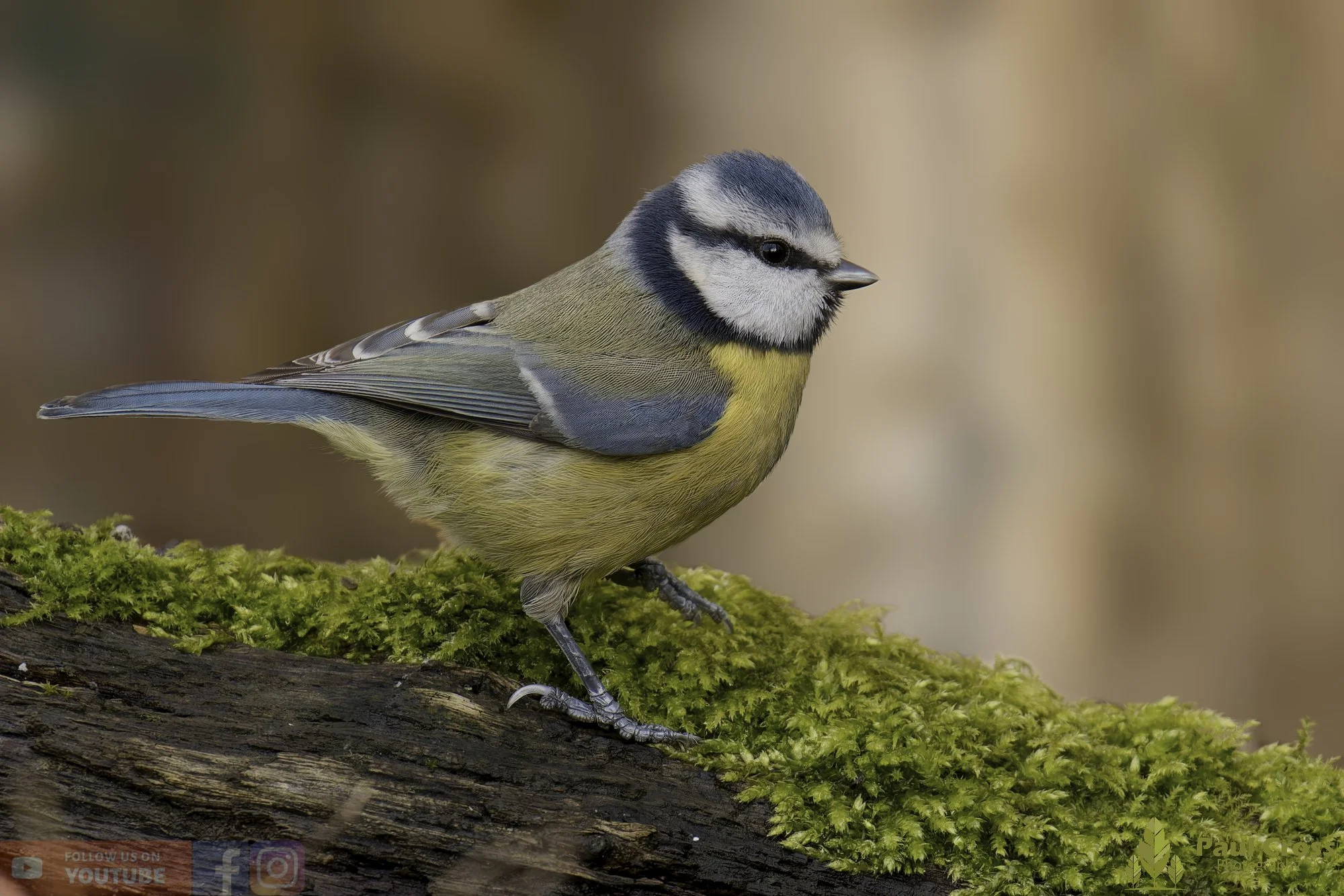 Blue Tit-01075.jpg