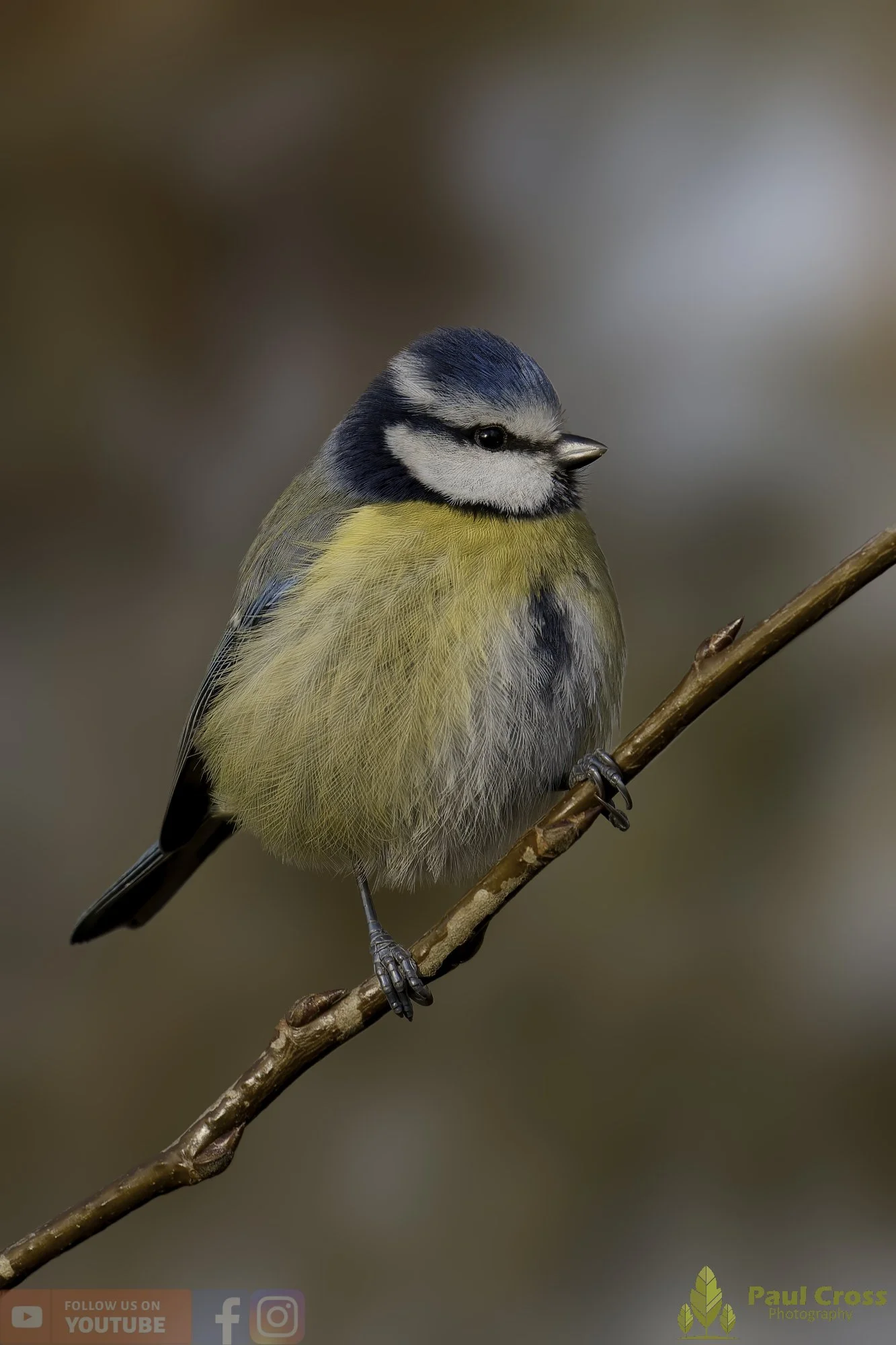 Blue Tit-01077.jpg