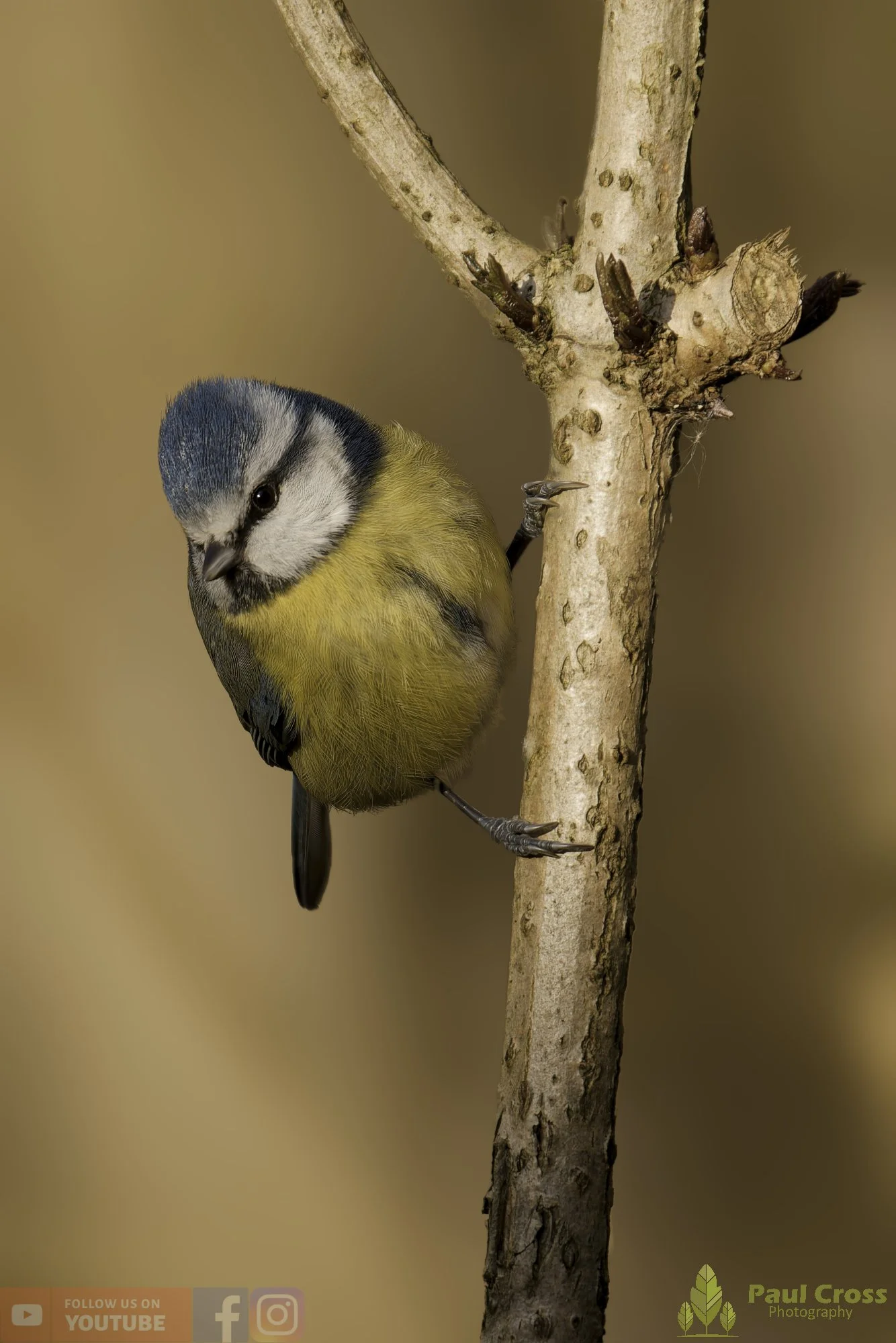 Blue Tit-01078.jpg