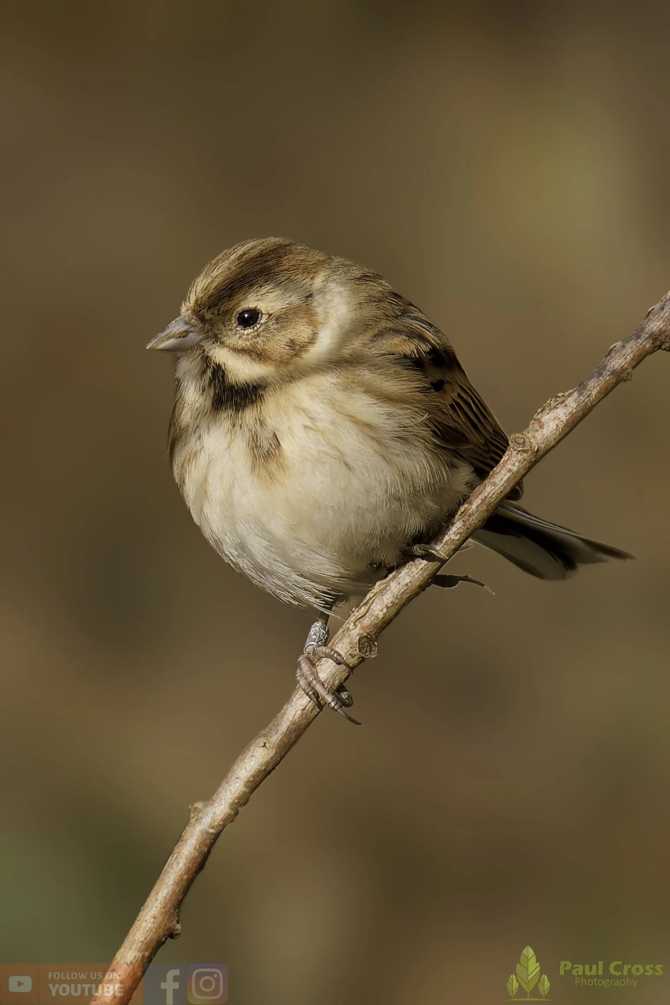 Common Reed Bunting-00073.jpg