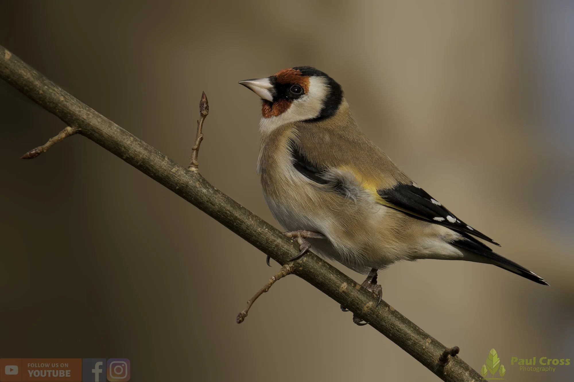 Goldfinch-00306.jpg