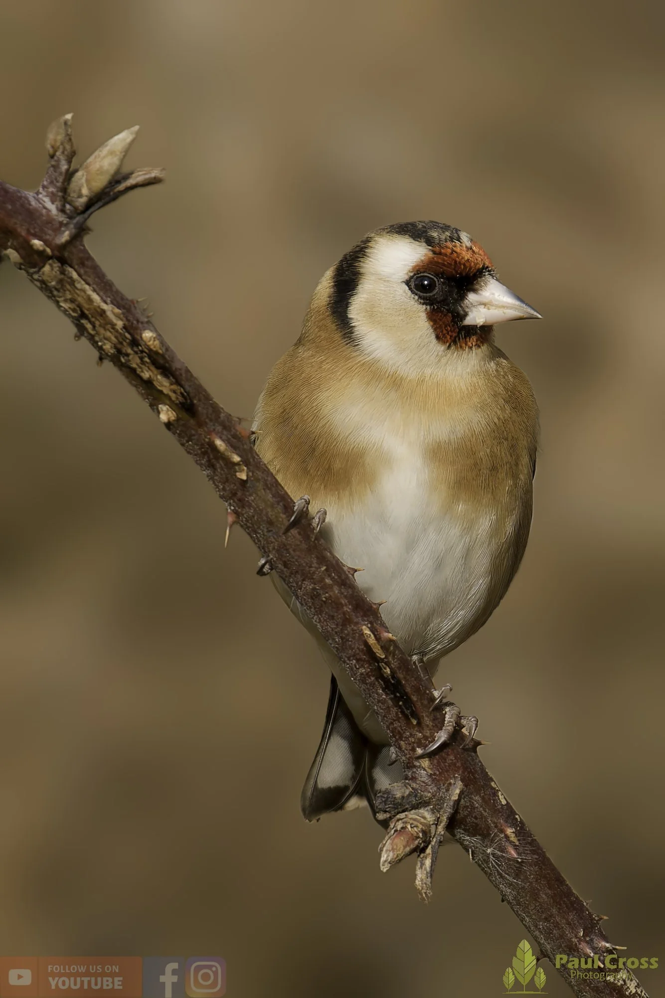 Goldfinch-00307.jpg