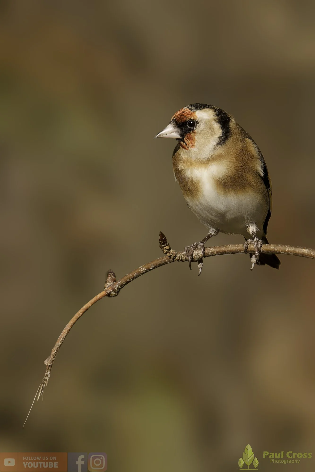 Goldfinch-00308.jpg