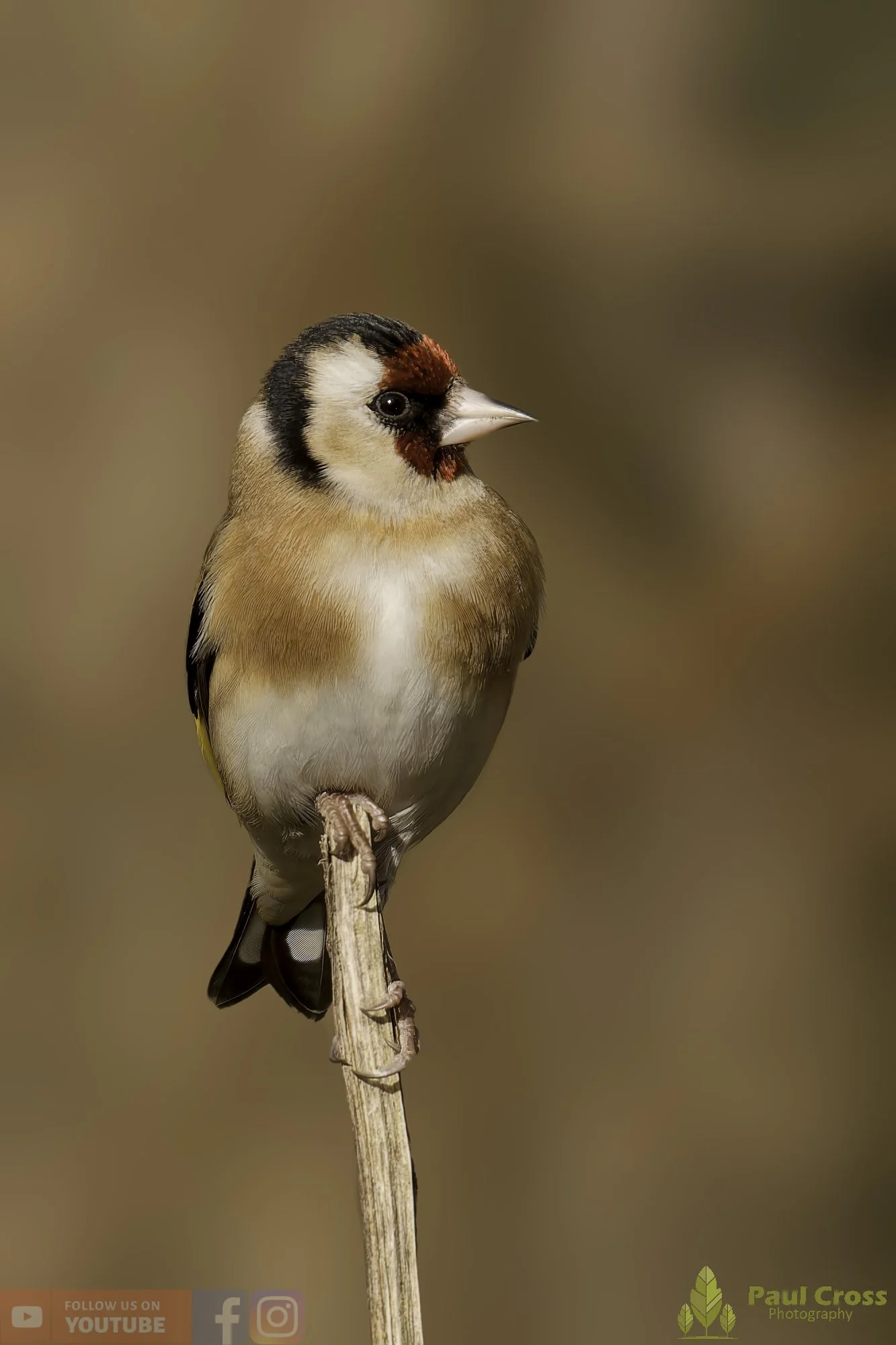 Goldfinch-00311.jpg