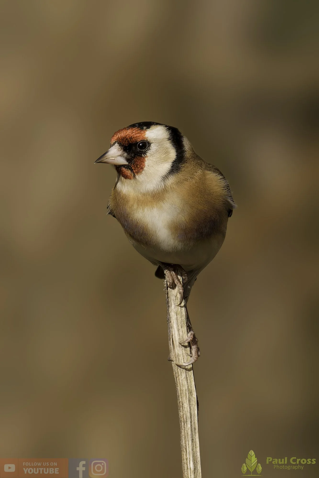 Goldfinch-00312.jpg
