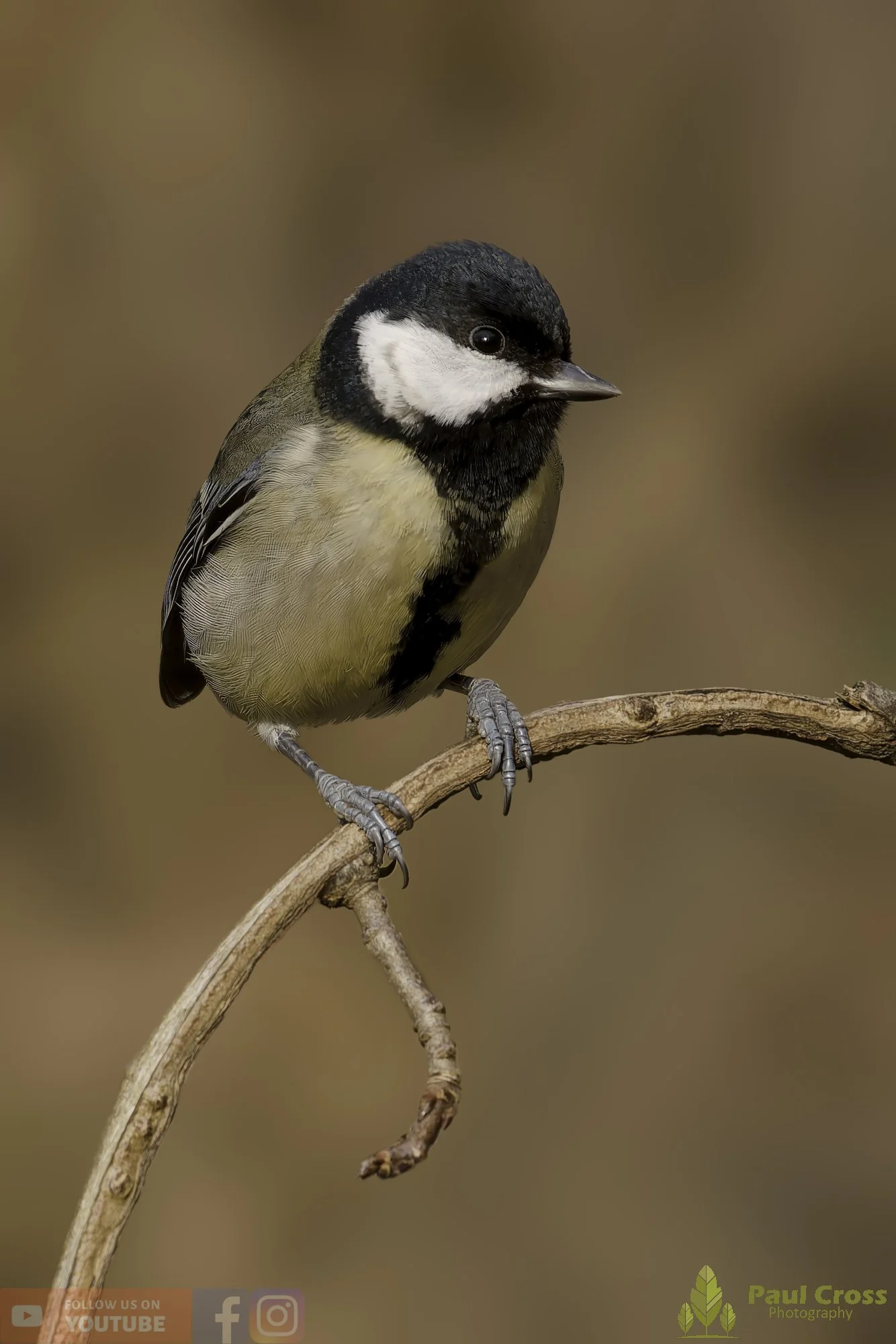 Great Tit-00338.jpg