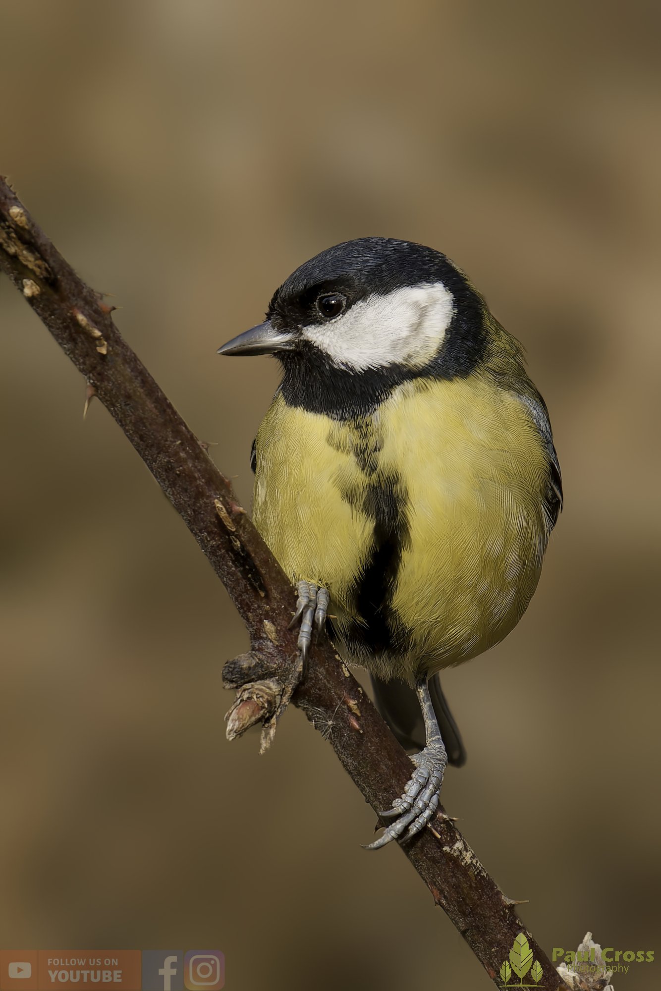Great Tit-00339.jpg