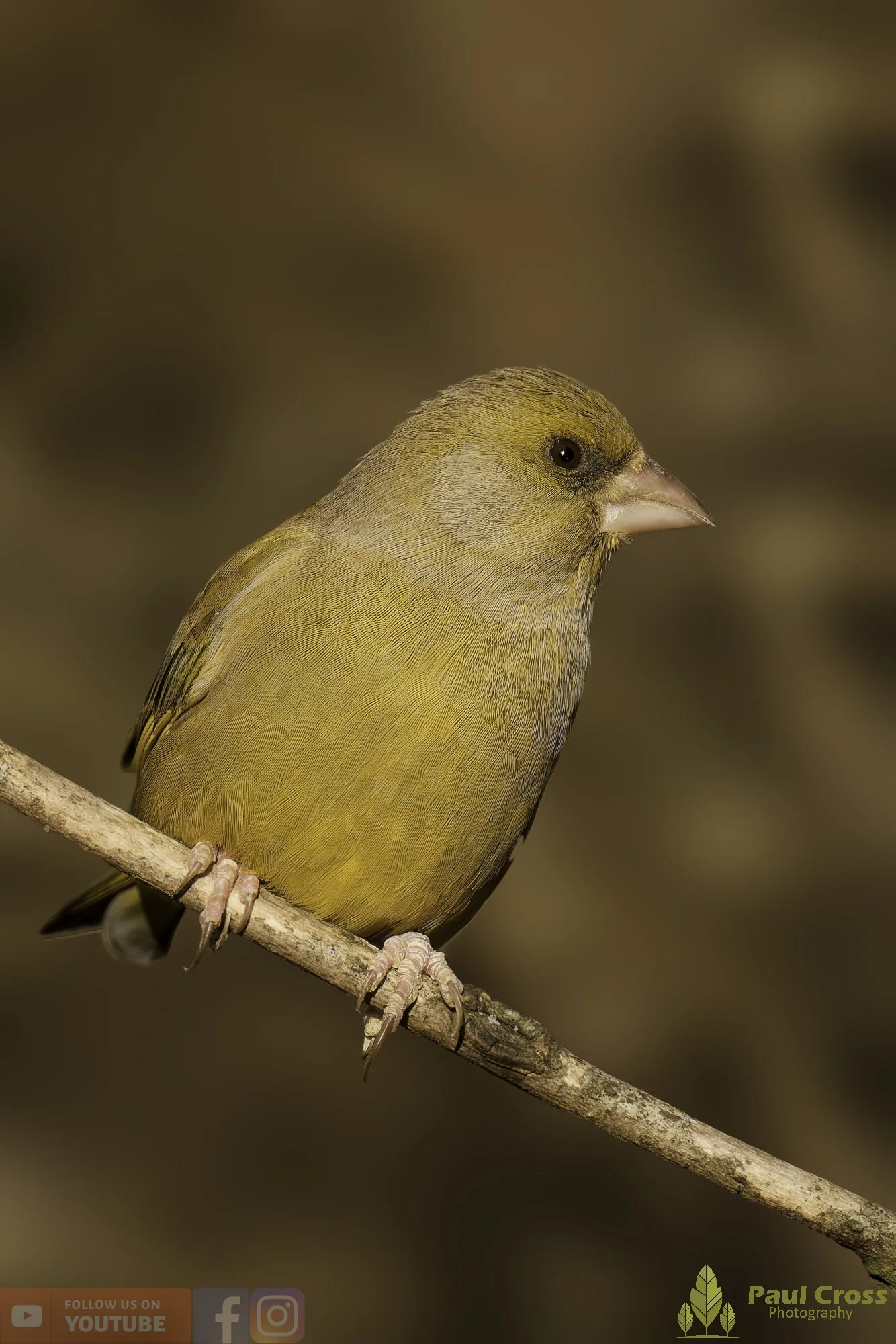 Greenfinch-00110.jpg