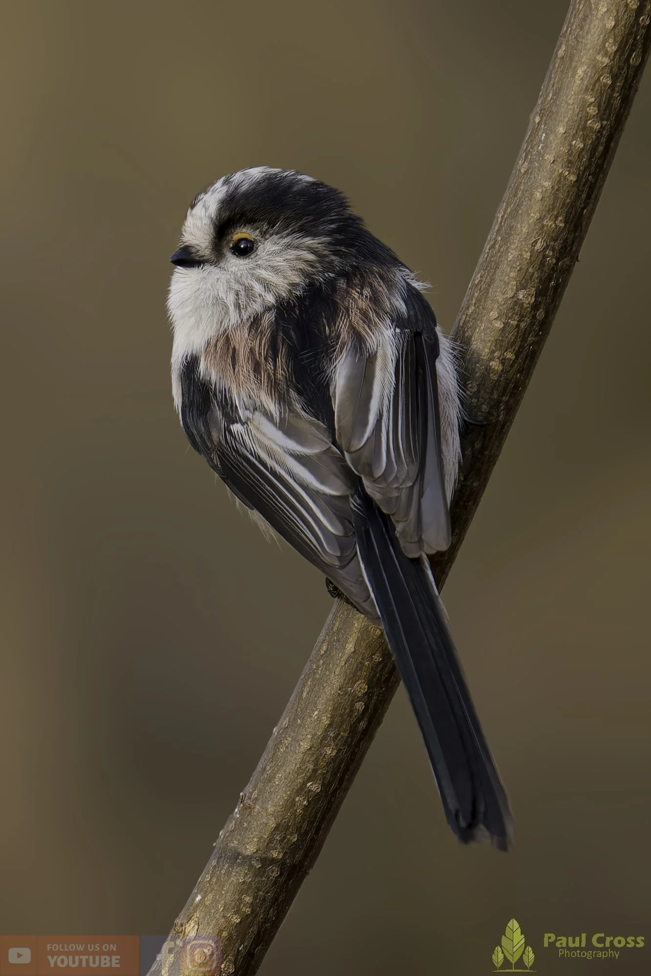 Long Tailed Tit-00354.jpg