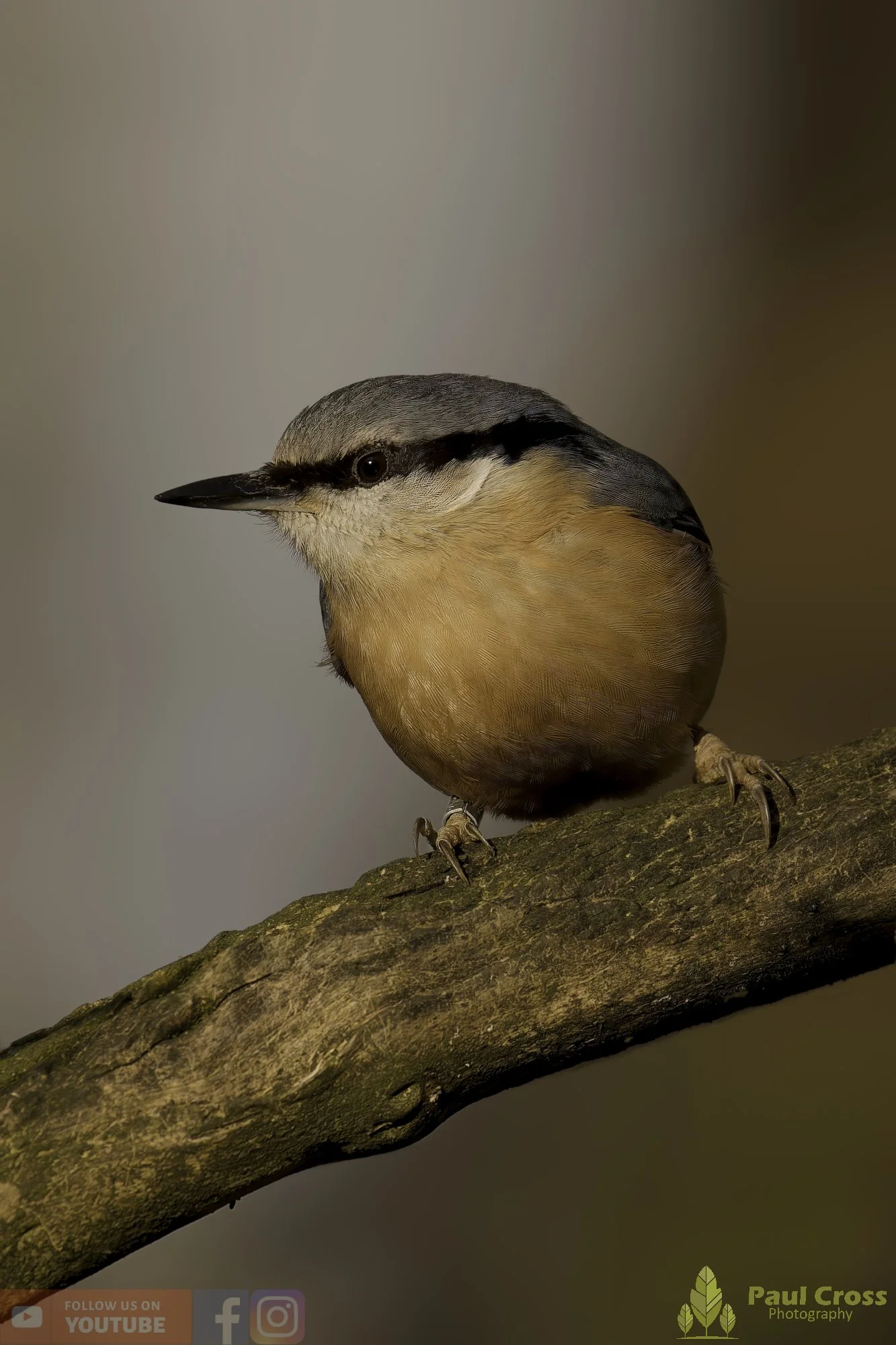 Nuthatch-00297.jpg