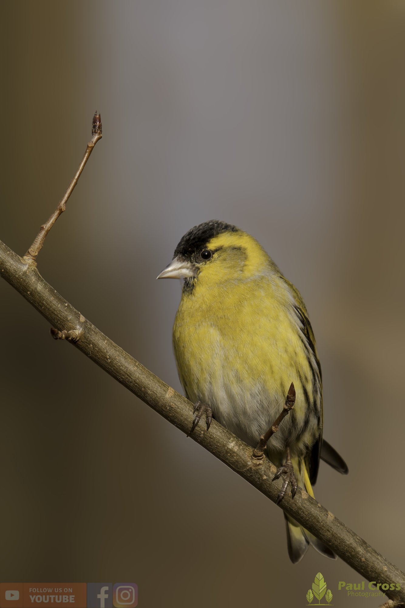 Siskin-00228.jpg