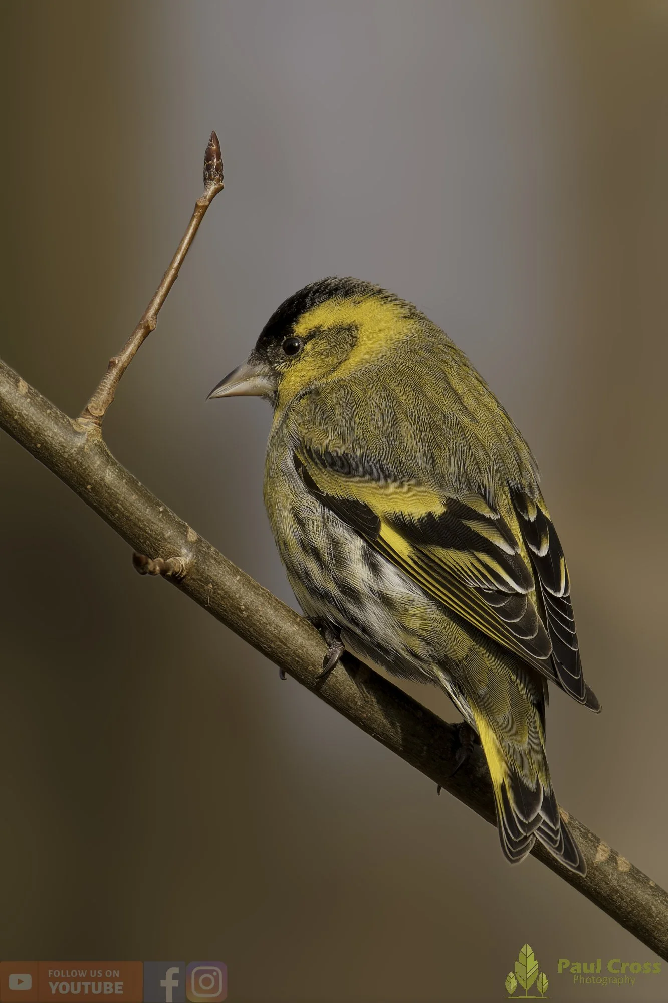 Siskin-00229.jpg