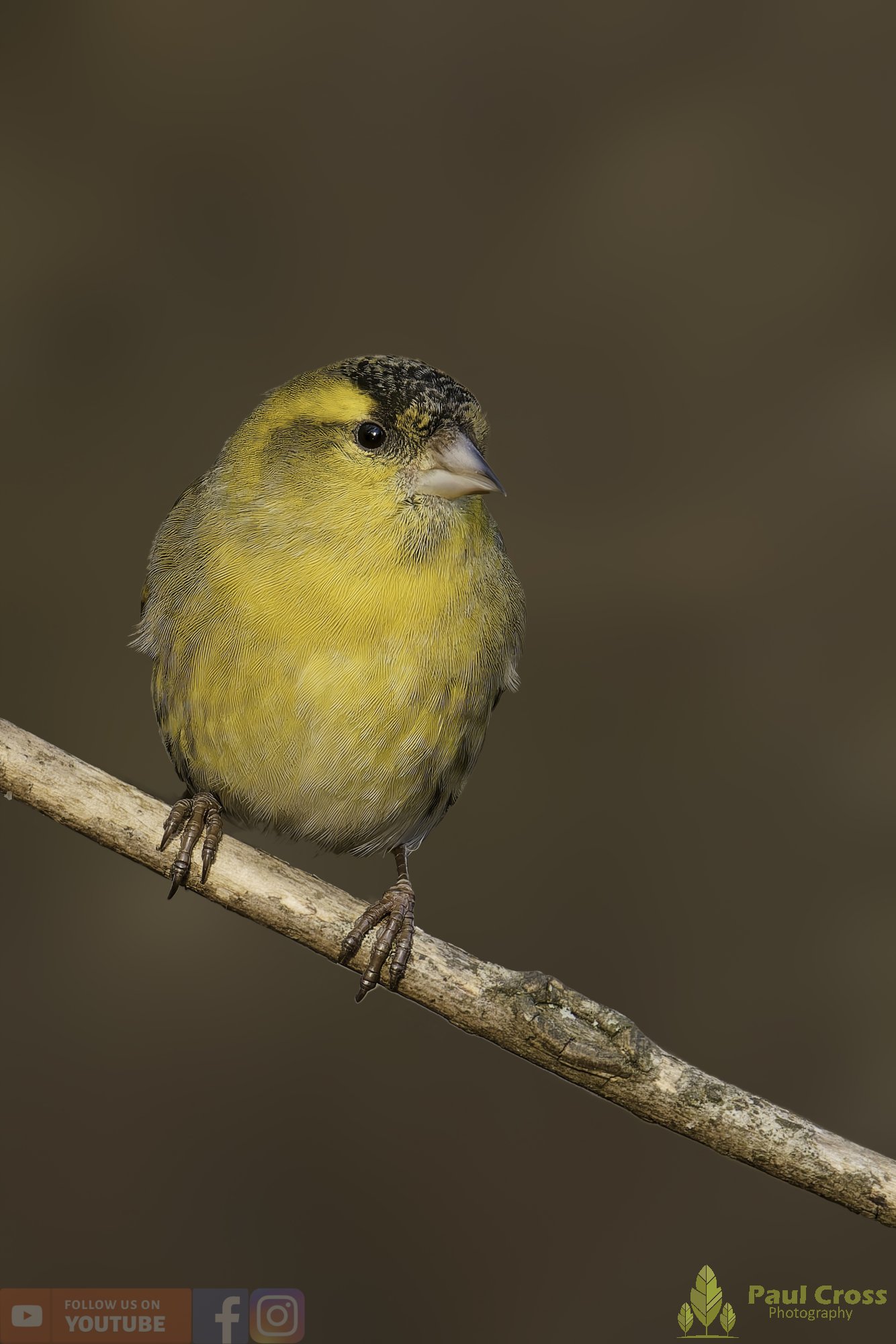 Siskin-00230.jpg