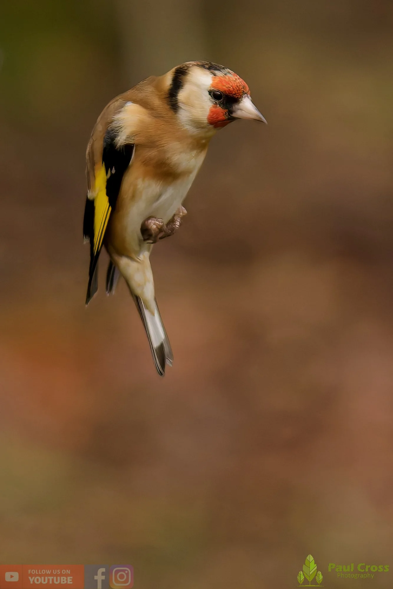 Goldfinch-00321.jpg
